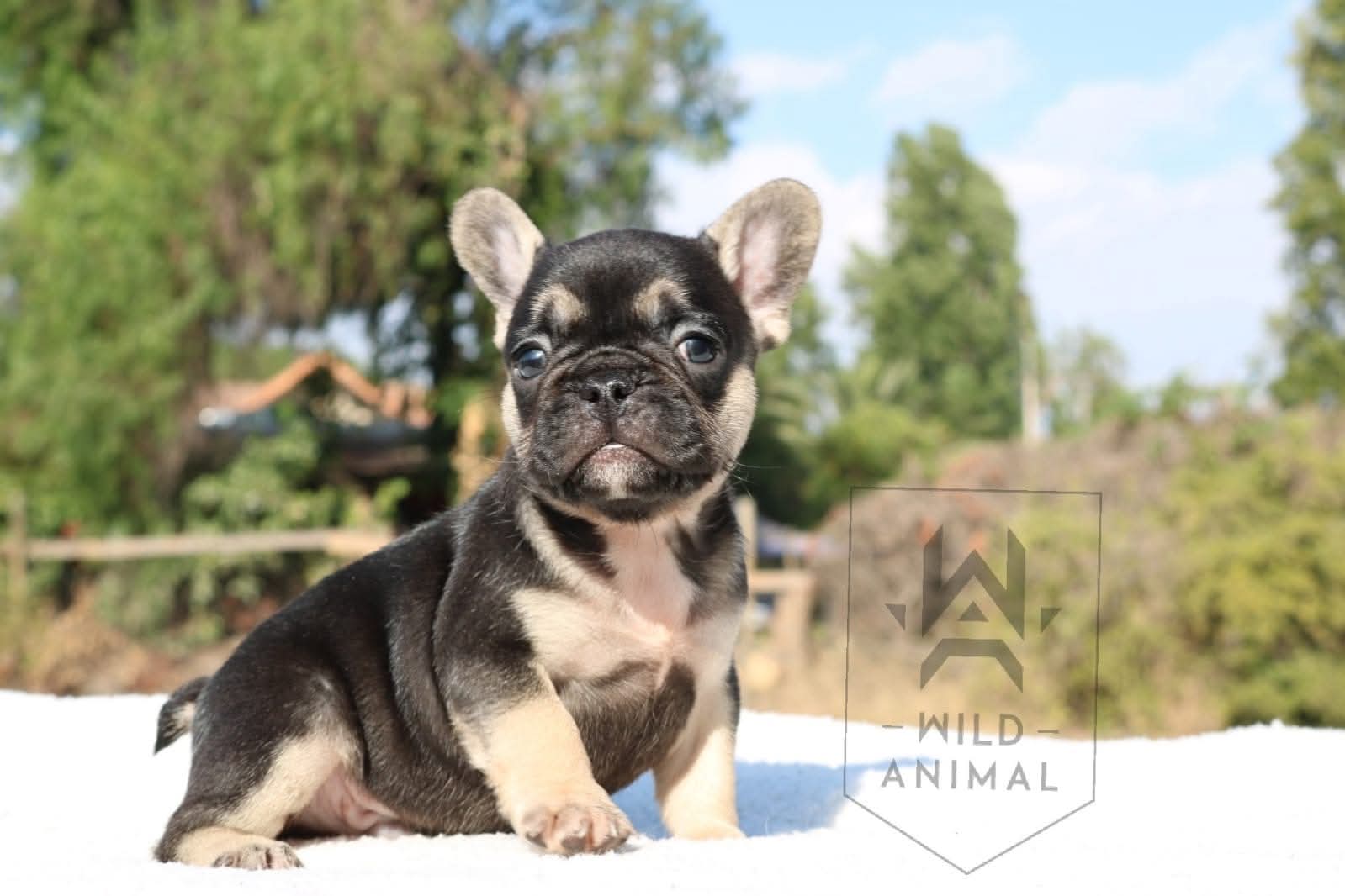 Cachorro Black and Tan