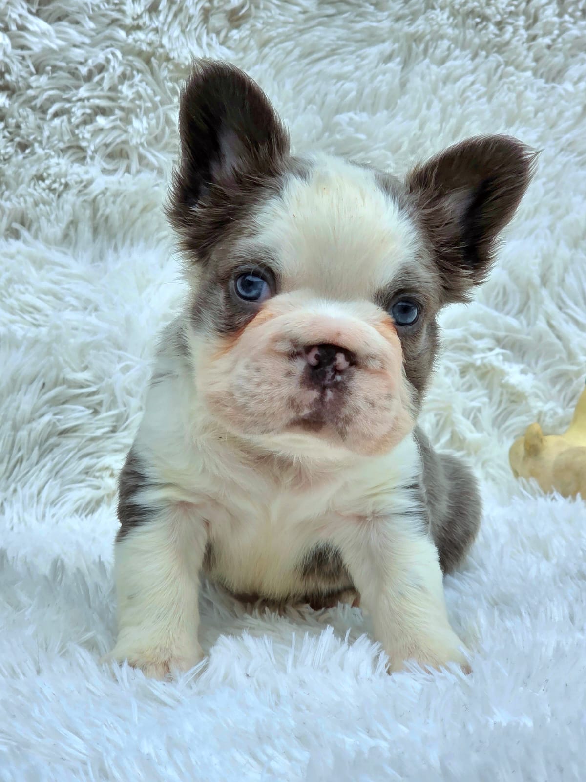 Cachorro 1