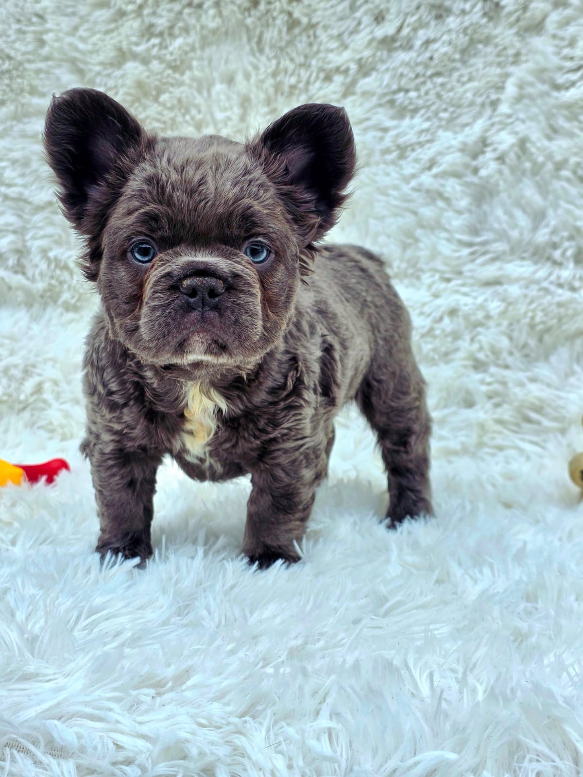 Cachorro 2