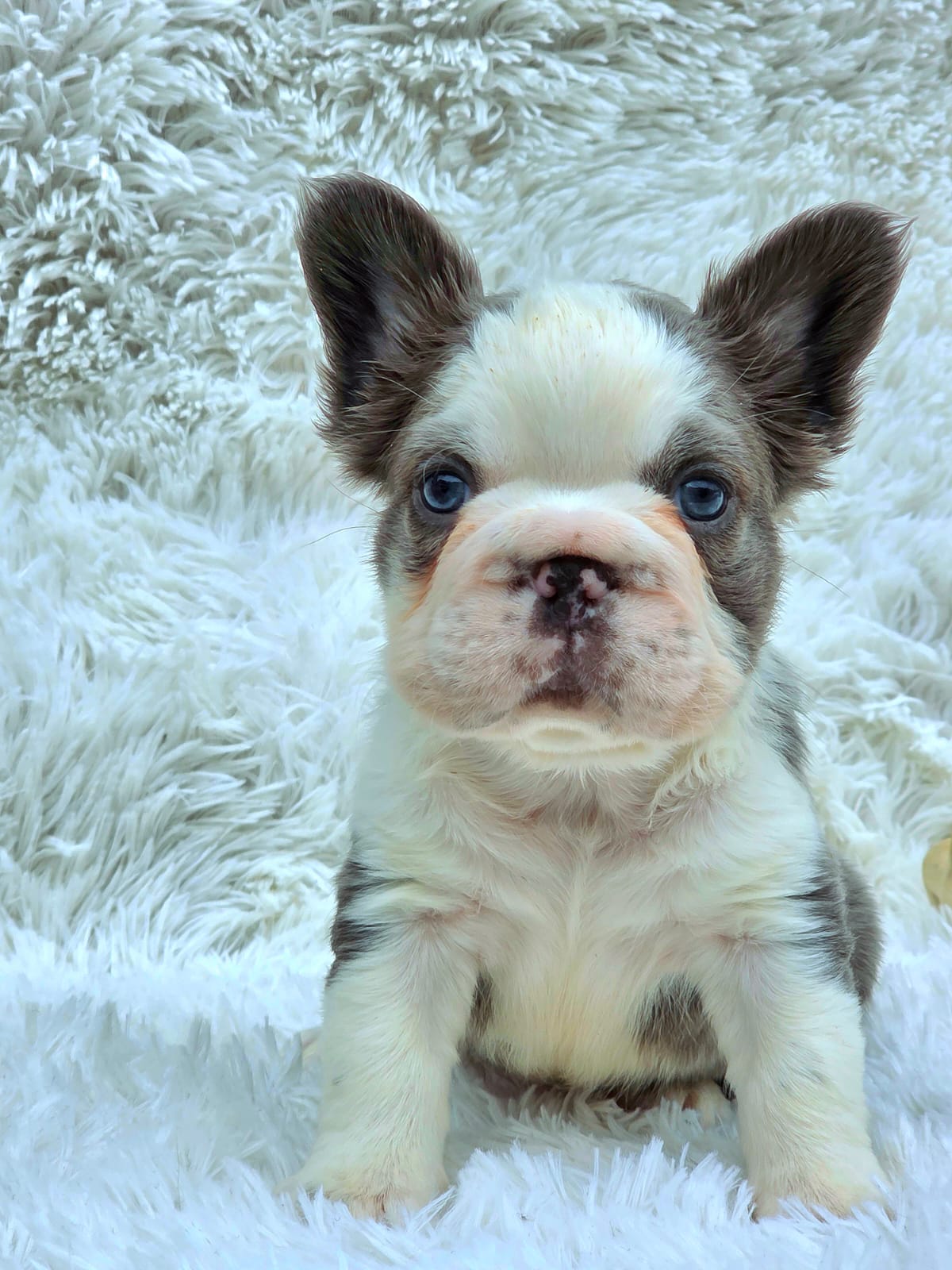 Cachorro 4
