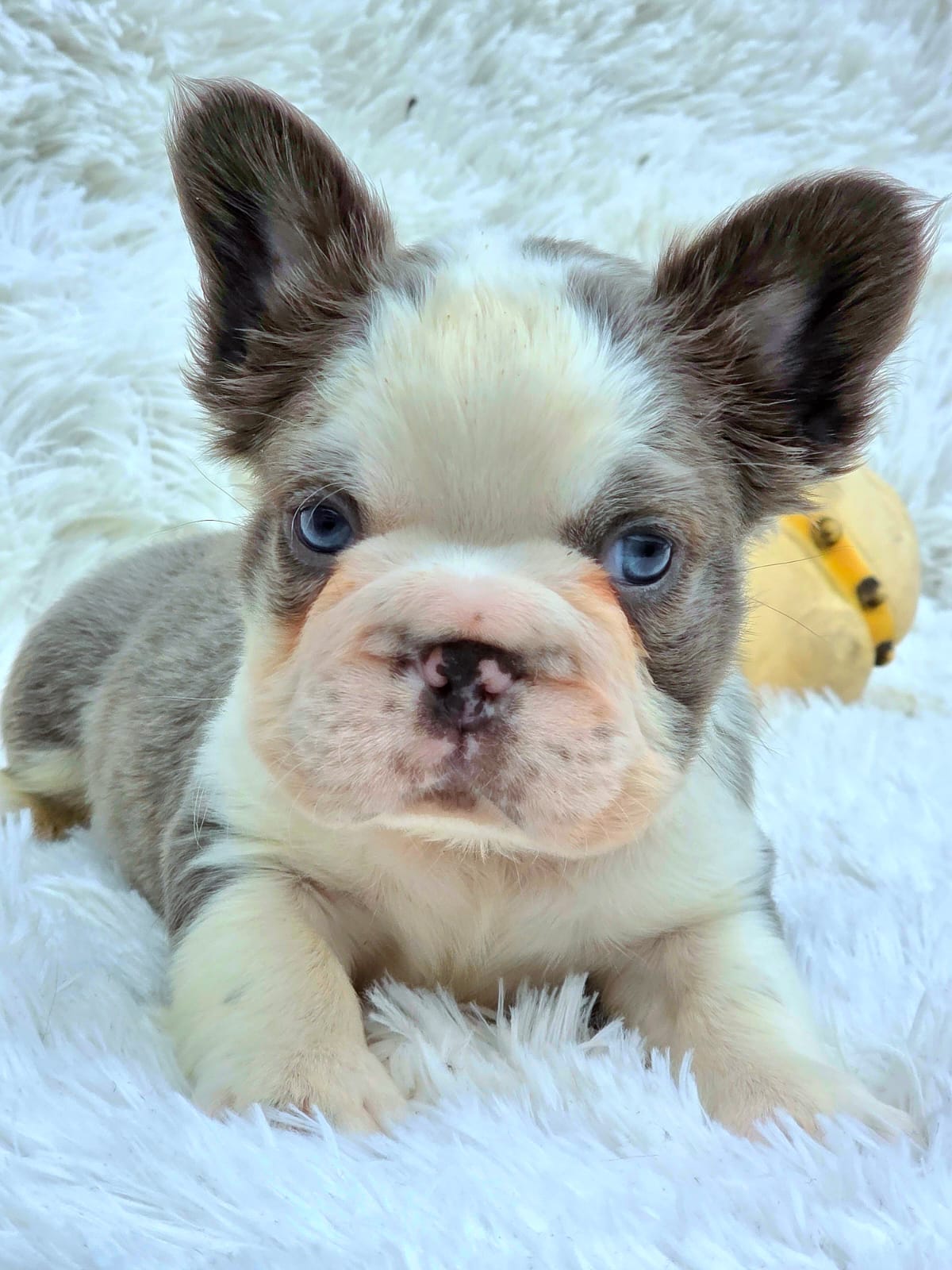 Cachorro 6