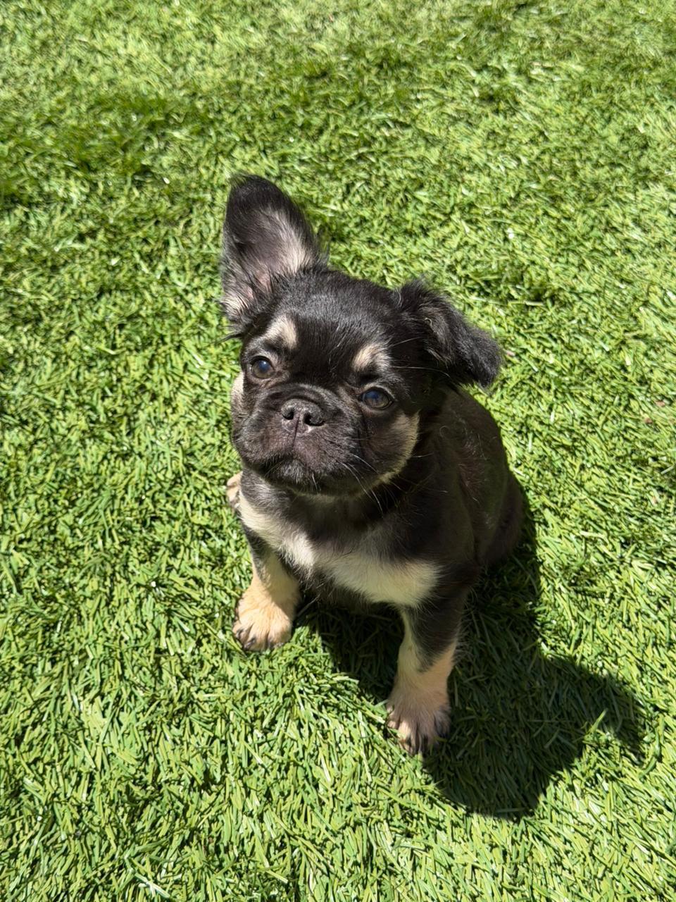 Black and tan fluflfy